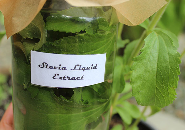 how-to-make-stevia-extracts