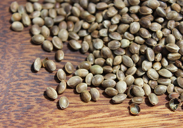shelled-hemp-seeds