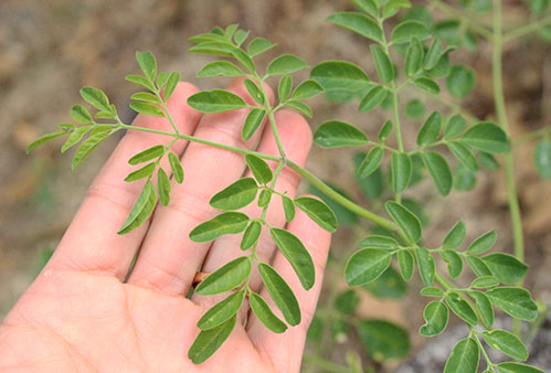 benefícios-de-moringa-leaf