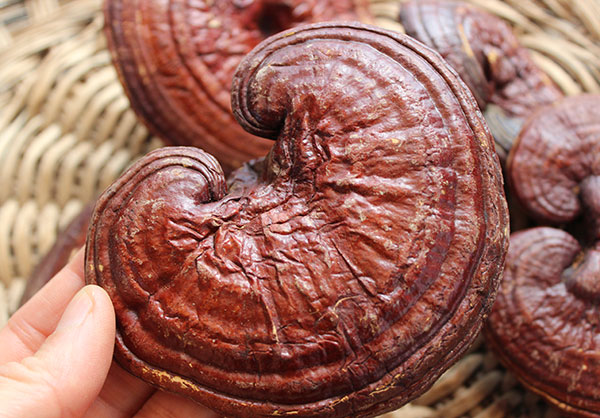 What are the benefits of Ganoderma lucidum?