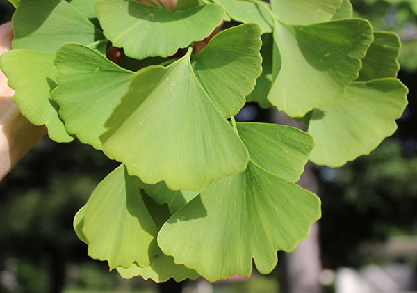 The medicinal benefits of the ginkgo leaf in china