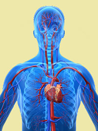 gynostemma-benefits-for-heart-health