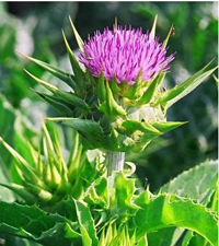 what-is-milk-thistle-plant