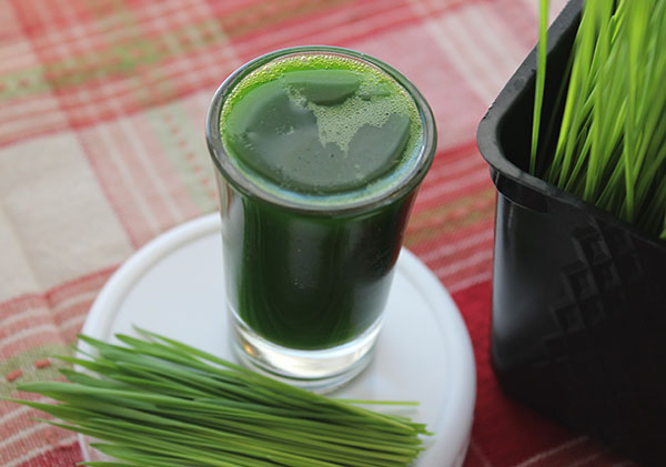 What are some uses for wheat grass juice?