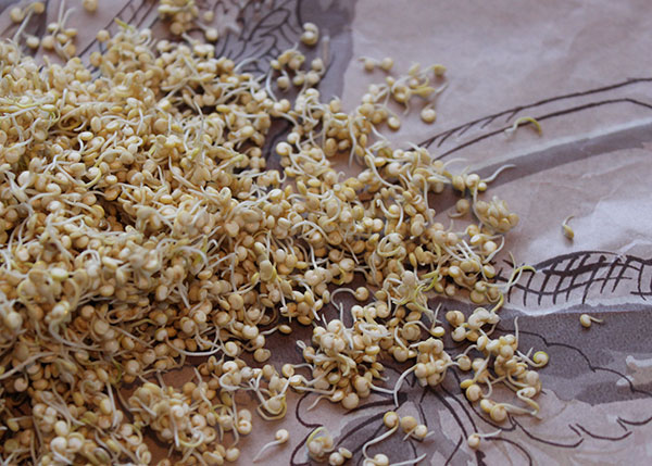 how-to-make-rejuvelac-quinoa-sprouts